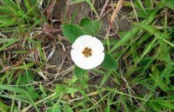 Image result for Turneraceae