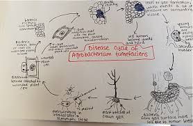Methods Of Study In Molecular Agrobacterium And Genes
