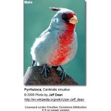 Image result for Pyralis cardinalis