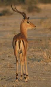 Последние твиты от 2lions (@2lions37). Mcdonald S For Lions Bild Von Chobe National Park North West District Tripadvisor
