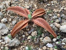 Image result for Kalanchoe gastonis-bonnieri