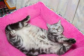 We did not find results for: What You Must Know About The Tuxedo Cat And Its Coat Patterns Cat Appy