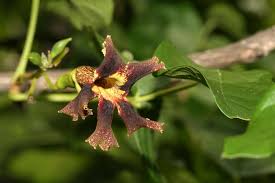 Image result for Markhamia zanzibarica