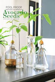 Maybe you would like to learn more about one of these? Fool Proof Ways To Grow An Avocado Plant From Seed Home Made By Carmona