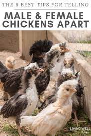 I can tell the other a hen has shorter, rounder feathers on the neck and saddle area and a rooster has longer, narrow feathers. How To Tell Hens And Roosters Apart What S The Difference