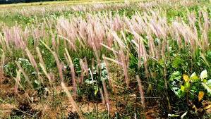 Image result for Perotis patens