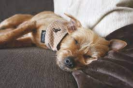 Ich belohne ihn wenn er drausen pinkelt. Trennungsangst Bzw Trennungsstress Wenn Der Hund Nicht Alleine Bleiben Kann Easy Dogs