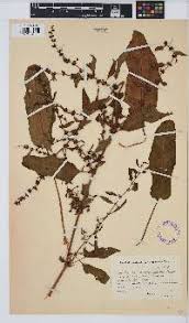 Image result for Rumex lanceolatus