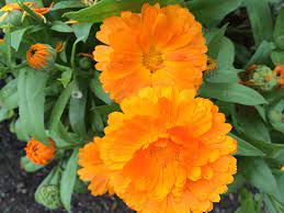 Maybe you would like to learn more about one of these? 12 Annual Flowers That Can Take The Cold Costa Farms
