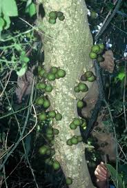 Image result for Ficus bubu