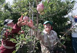 Easy deliveries to your doorstep! Ohio Apple Crop To Be Smaller The Blade