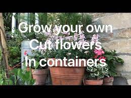 For transplants, must be able to identify growth tip; Grow Your Own Cut Flowers In Containers Youtube