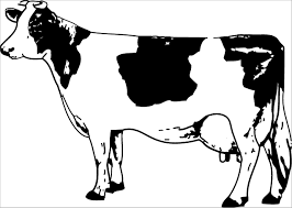 You can tell your kid. Black And White Cow Coloring Page Coloringbay