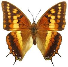 Image result for Deinbollia nyasica