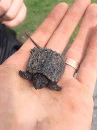 The massachusetts division of fisheries and wildlife issued a warning this week that snapping turtles are on the move this month from their usual wetland habitats to sunnier, sandier uplands to. Arnold Arboretum On Twitter This Cute Baby Snapping Turtle Was Helped Out Of The Road By One Of Our Arnoldarboretum Conscientious Crew Members Turtles Of All Sizes May Be Crossing Our Roadways