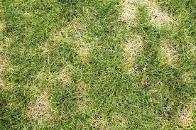 When to treat for grubs: How To Get Rid Of Grubs Bob Vila