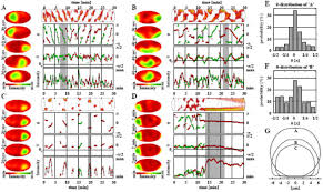 We did not find results for: Three Dimensional Cell Geometry Controls Excitable Membrane Signaling In Dictyotelium Cells Biorxiv