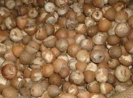 A palm of the genus nenga, endemic to southeast asia. Manfaat Buah Pinang Betel Nut Borneo Spices Herbal Facebook