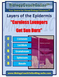 Anatomyfactoid Did You Know That The Epidermis Is The Outer Layer Of Skin The Inner Layer Is The Dermis The Layers Of Skin Epidermis Integumentary System