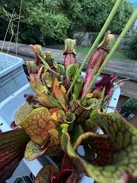 Image result for Genlisea margaretae