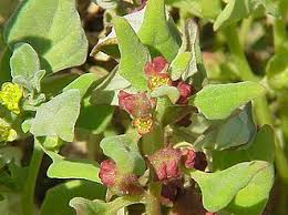 Image result for Tetragonia calycina