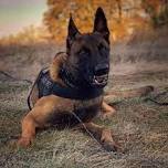 Canine Legal Updates (Patrol & Drug-detection)