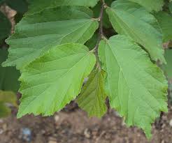 Image result for Helicteres