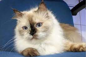 Untuk ciri fisiknya sendiri, kucing birma tampil dengan mata biru dan bulu berwarna putih keemasan. Ciri Ciri Dan Cara Merawat Kucing Himalaya Persia Kucingklik Com