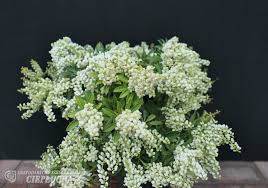 Image result for Pieris japonský debutante obrázek