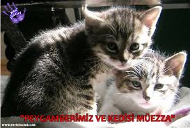 Patizinciri Peygamberimiz Ve Kedisi