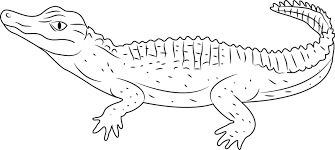 Alligator printable coloring page, free to download and print. Schneider S Alligator Coloring Page For Kids Free Alligator Printable Coloring Pages Online For Kids Coloringpages101 Com Coloring Pages For Kids