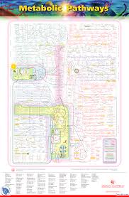 Metabolic Pathways Beleska Biohemija Medicina Docsity