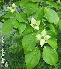 Image result for Cornus
