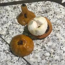 Image result for Garcinia sp. 1.