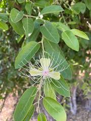 Image result for Anisotes rogersii