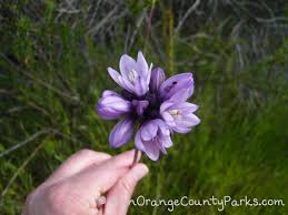 What do wildflowers look like in southern california? Wildflowers And Kid Friendly Spots To See Them During Socal Spring