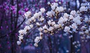 красивые картинки на рабочий стол компьютера на весь экран сакура Vesna Oboi Na Rabochij Stol