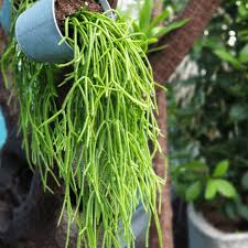Image result for Rhipsalis baccifera