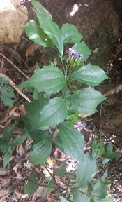 Image result for Necepsia castaneifolia