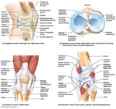 Anatomy Of Knee Joint Labeled Human Anatomy Images On On