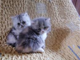 We did not find results for: Chaton A Adopter Le Bon Coin Starnimo
