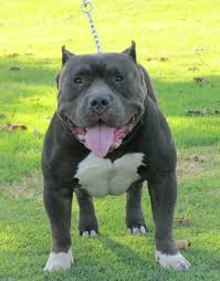 American pitbull terrier wurden und werden im amerikanischem raum vielseitig eingesetzt. American Bully Blue Line Welpen Kaufen