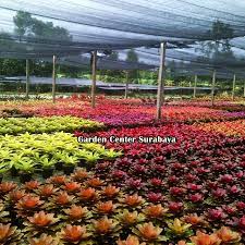 Tanaman hias mulai dari yang berdaun cantik hingga sukulen serta kaktus yang unik, semua jenis tanaman hias dalam pot ini dapat membuat rumah terasa lebih segar dan hidup. Jual Tanaman Hias Surabaya Murah Lengkap