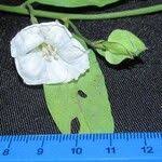 Image result for Aniseia martinicensis