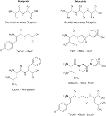 Bioaktive Peptide Und Aminosauren Springerlink