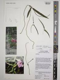 Image result for Sphenostylis