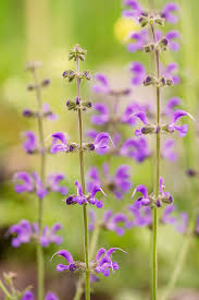 Check spelling or type a new query. 20 Best Perennial Flowers And Plants For Your Garden In 2021