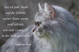 Schritte In Der Nacht Lustige Katzen Und Hunde Katzen Zitate Katzen Fakten