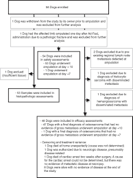 He is currently receiving acupuncture, chinese herbals, gabapentin for pain and. Inflammation Apoptosis And Necrosis Induced By Neoadjuvant Fas Ligand Gene Therapy Improves Survival Of Dogs With Spontaneous Bone Cancer Molecular Therapy