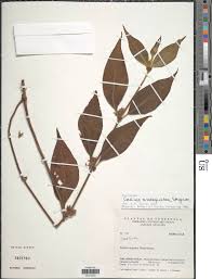 Image result for Sabicea